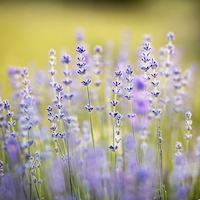 Lavendel - natürliches Schlafmittel